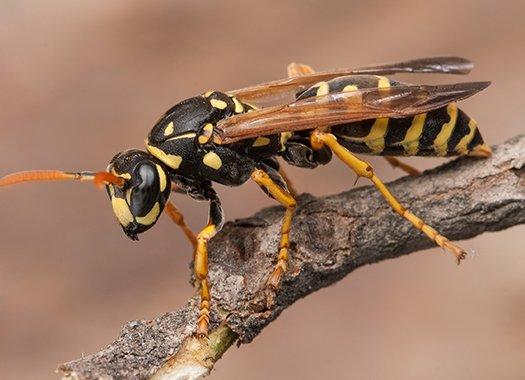 wasp on a twig