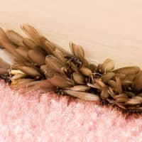 Learn More About Termites And How To Protect Your Property From Them reproductive termites