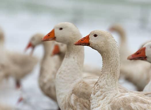 Find Out How You Can Prepare For Winter Geese geese in snow