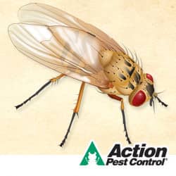 Prevent cluster flies with winter pest control winter pest control can prevent flies in indiana