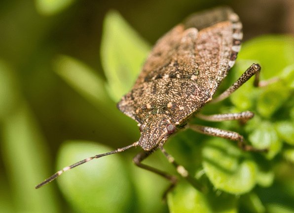 brown-marmorated-stink-bug-identification-guide