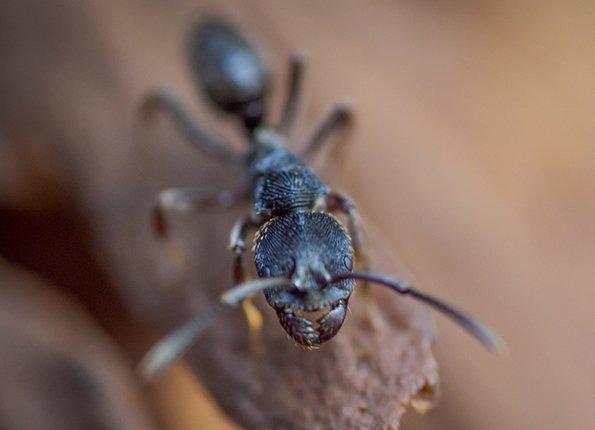 up close image of a carpenter ant