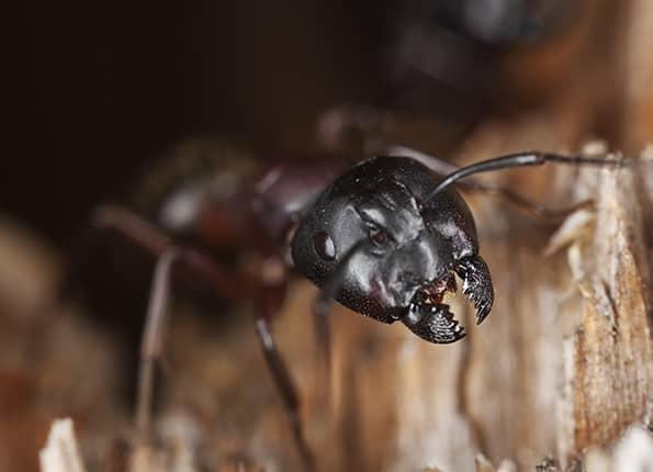 carpenter ant infested wood