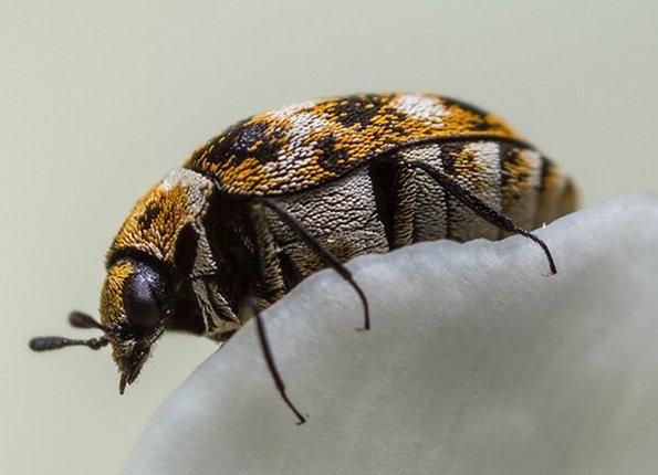 carpet beetle up close on a flower