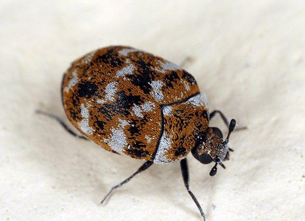 carpet beetle found in home