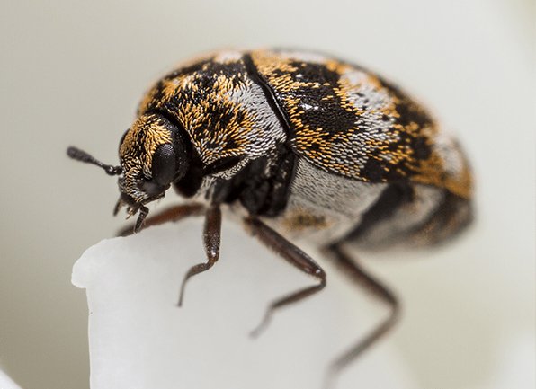 Carpet Beetle Identification Guide