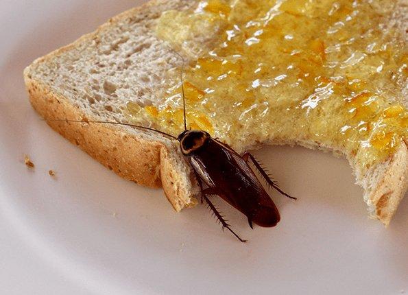 roach eating bread with jelly