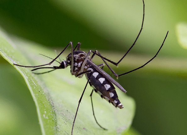 mosquito resting on leaf