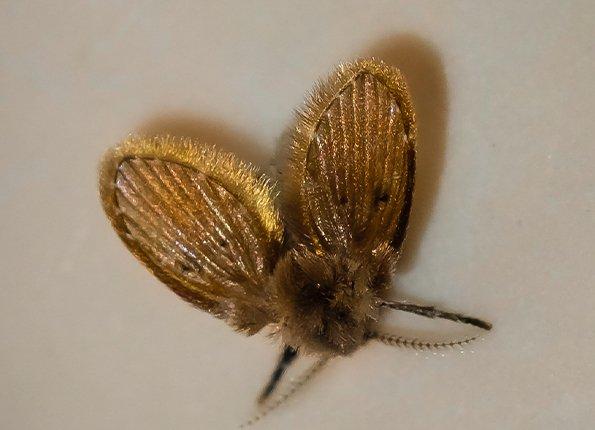moth fly in evansville home