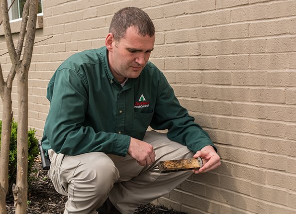 Control Termites In Your Evansville Home technician inspects a termite bait station