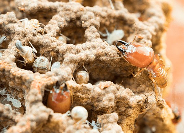 termites experiencing transfer effect