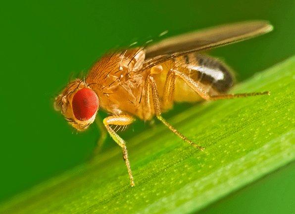 a fruit fly on a plant