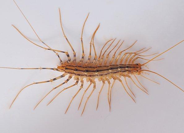 close up of house centipede climbing on a house wall