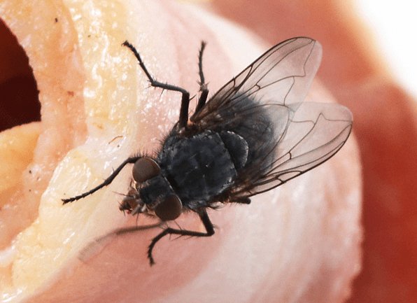 house fly feeding on a piece of meat