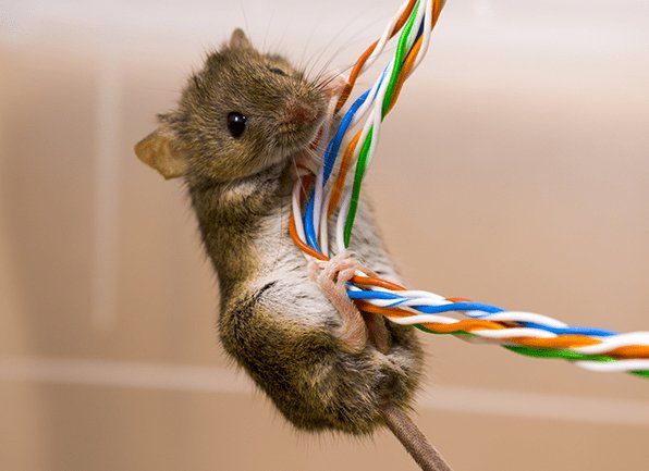 house mouse chewing on wires