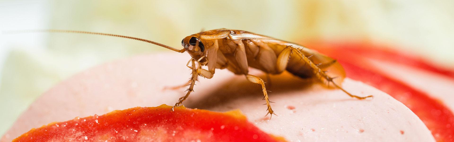 american cockroach on piece of food