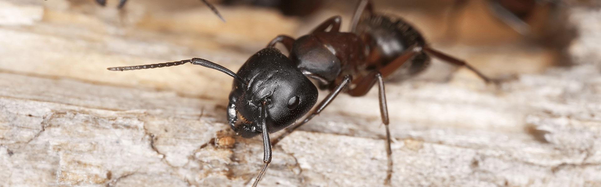 ant control for homes in Indiana, Kentucky, and Illinois