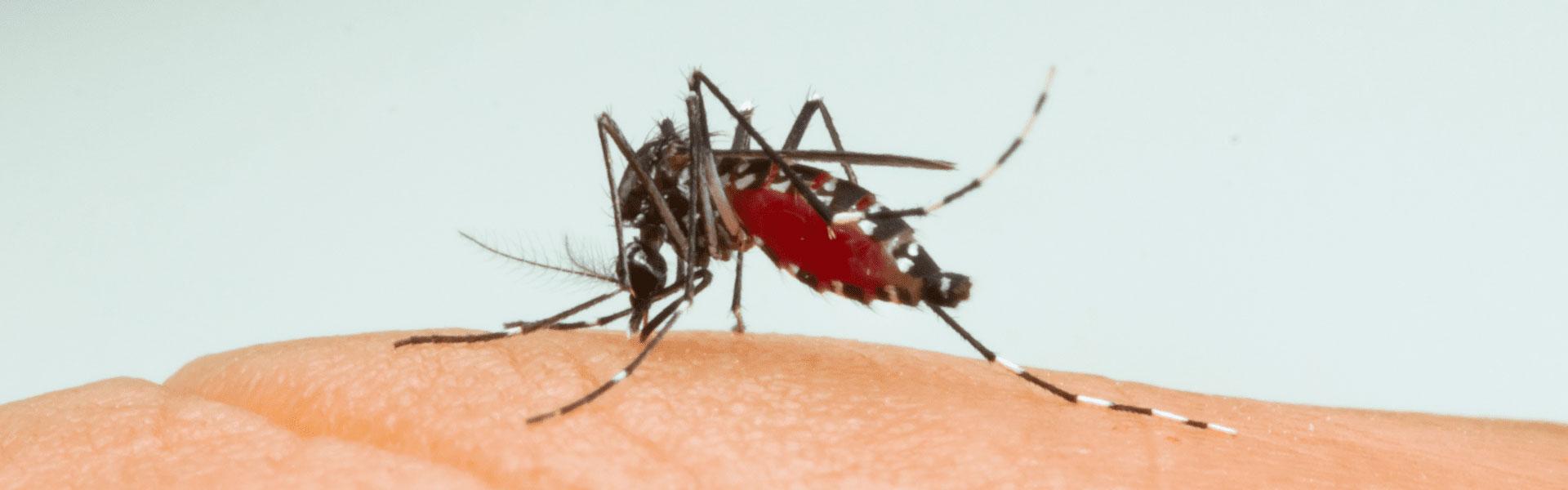asian tiger mosquito biting person