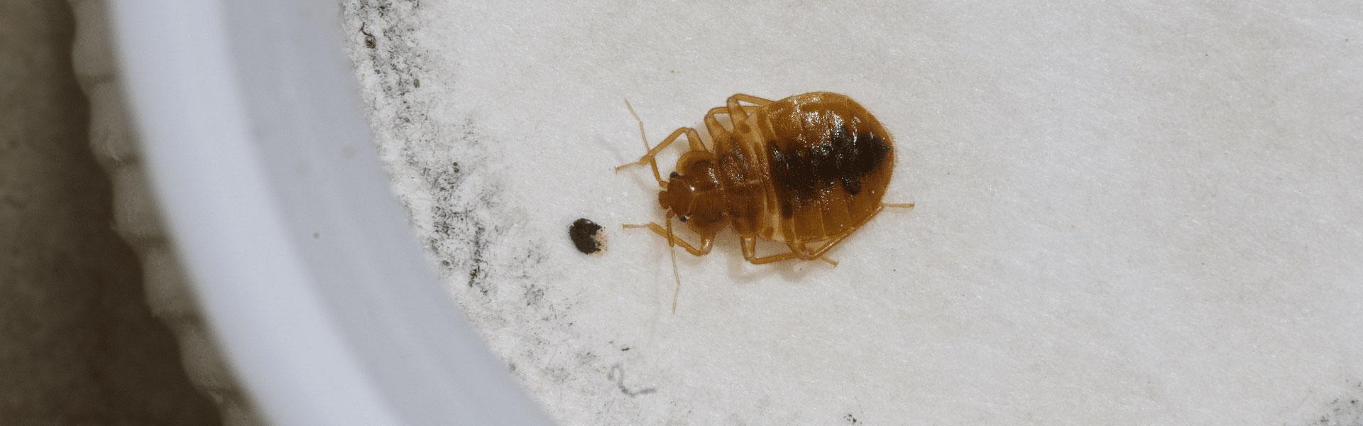 bed bug and fecal matter