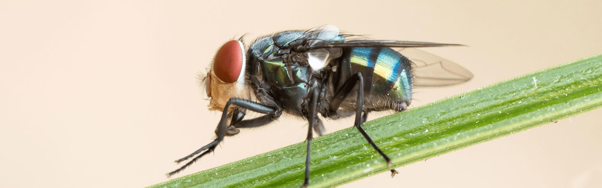 Blow Fly Identification Guide