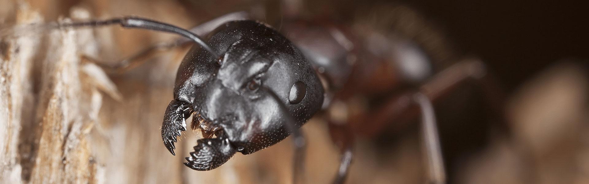 carpenter ant showing destructive mandible