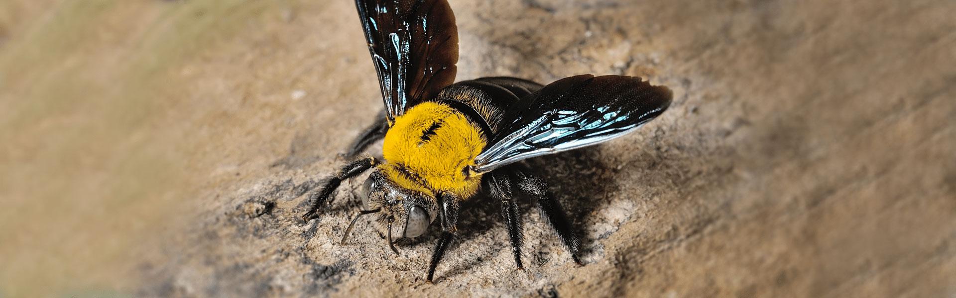 carpenter bee resting on wood surface