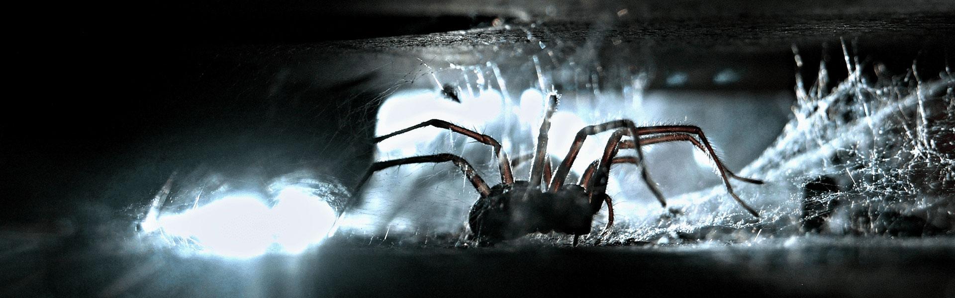 a house spider crawling in web