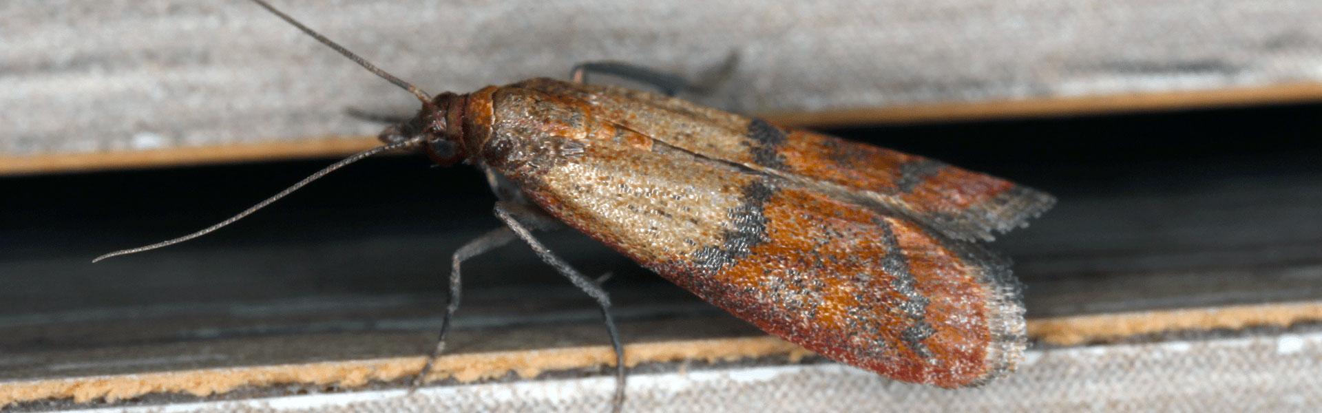 Indian Meal Moth Identification Guide
