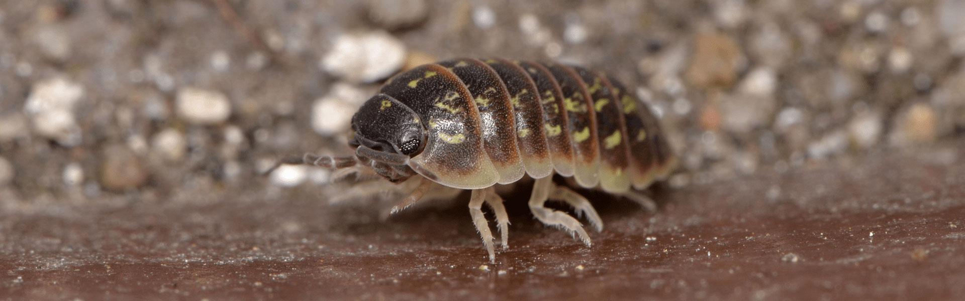 Pill Bug Identification Guide