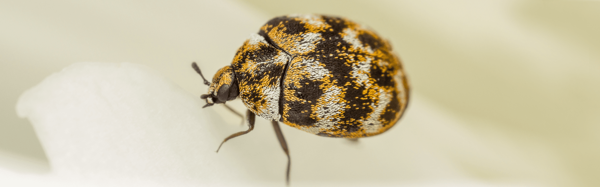 Carpet Beetle Identification Guide