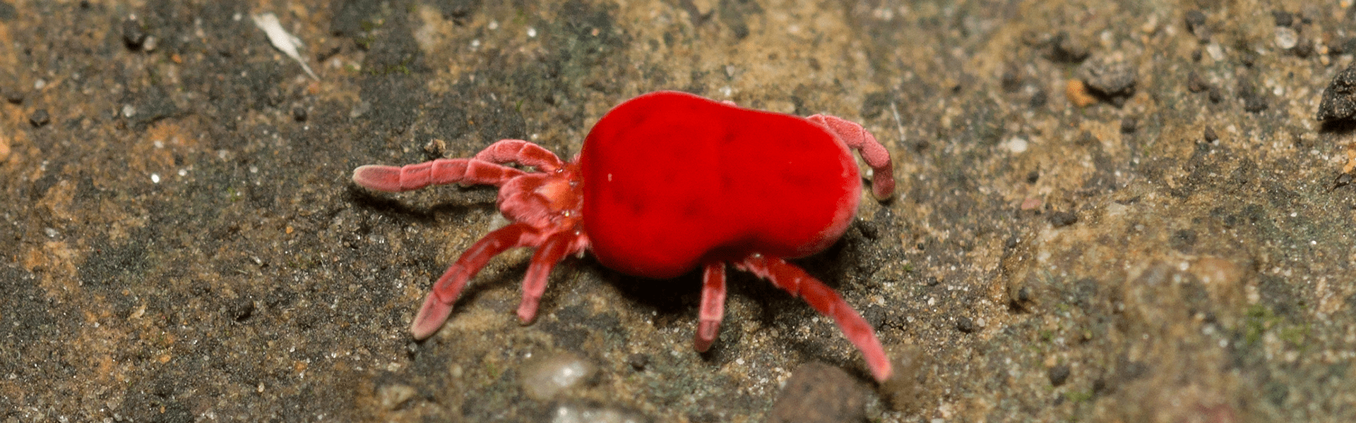 Clover Mite Identification Guide