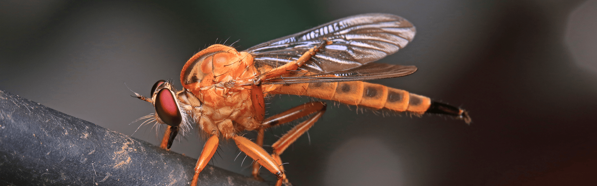 Phorid Fly Identification Guide