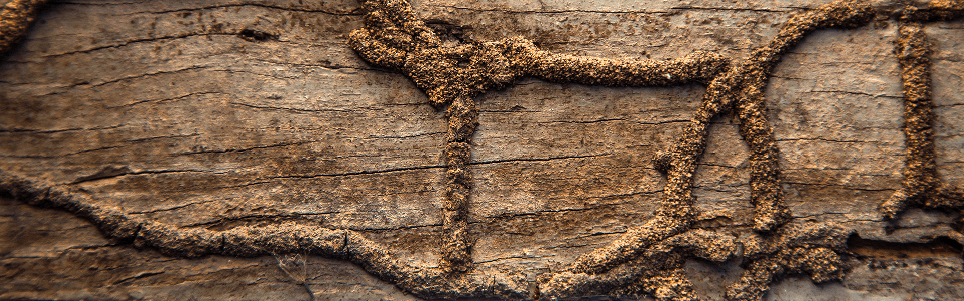 mud tubes on the foundation of home