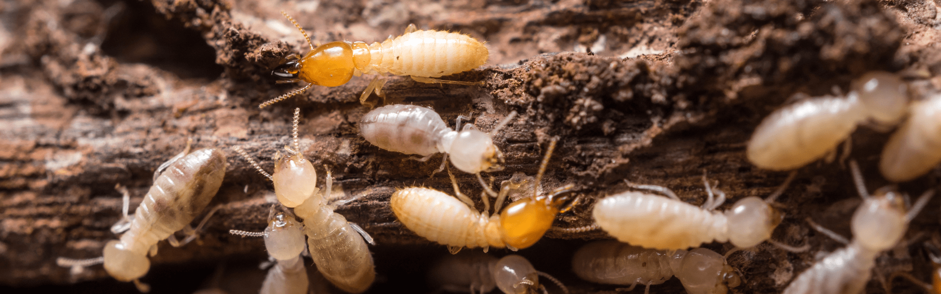 termite workers foraging for food