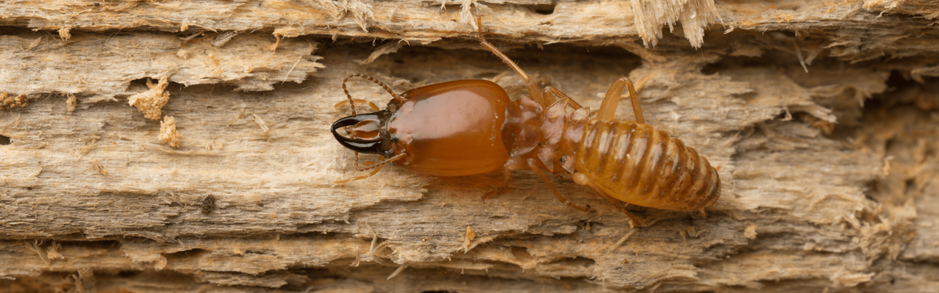 termite consuming wood