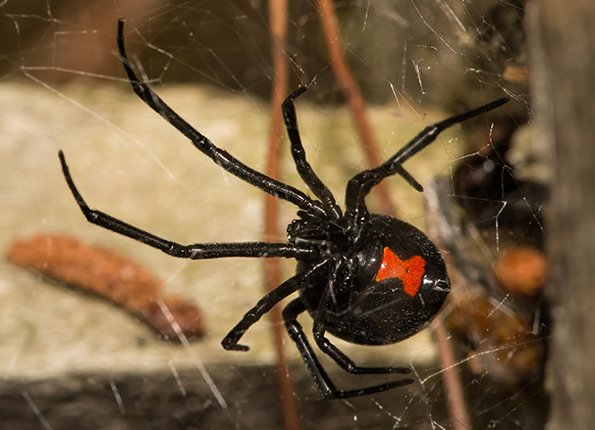  a black widow spider
