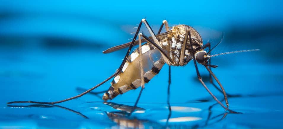 mosquito on reflective surface