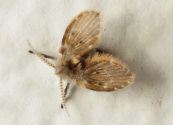 Moth Fly Identification Guide