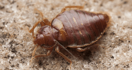 bed bug inside a louisville home