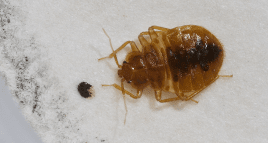 bed bug on a sheet inside indiana home