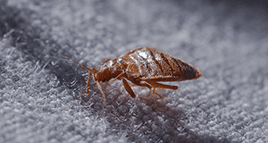 bed bug on a navy sheet inside kentucky home