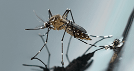 mosquito on surface of water outside louisville home