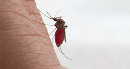 mosquito biting arm of kentucky man