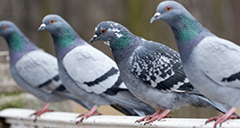 pigeons outside a lexington office building