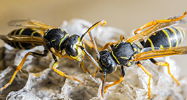 wasps swarming around their nest outside bloomington home