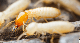 termite colony foraging for food around lexington home