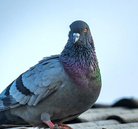 pigeon sitting on rooftop in Indiana