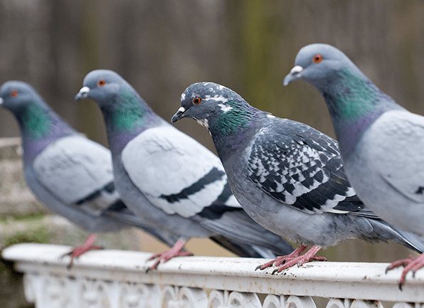pigeons on wall