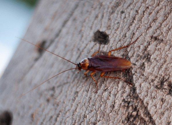 an american cockroach crawling outside of a home in jasper indiana