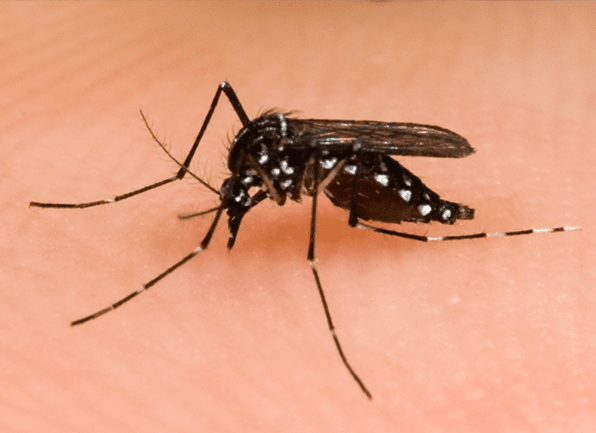 Learn Important Facts About Asian Tiger Mosquitoes an asian tiger mosquito biting the neck of a local resident of evansville indiana